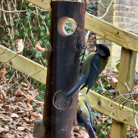 Boshuisje Durbuy Met Zwembad Op Het Park Exterior foto